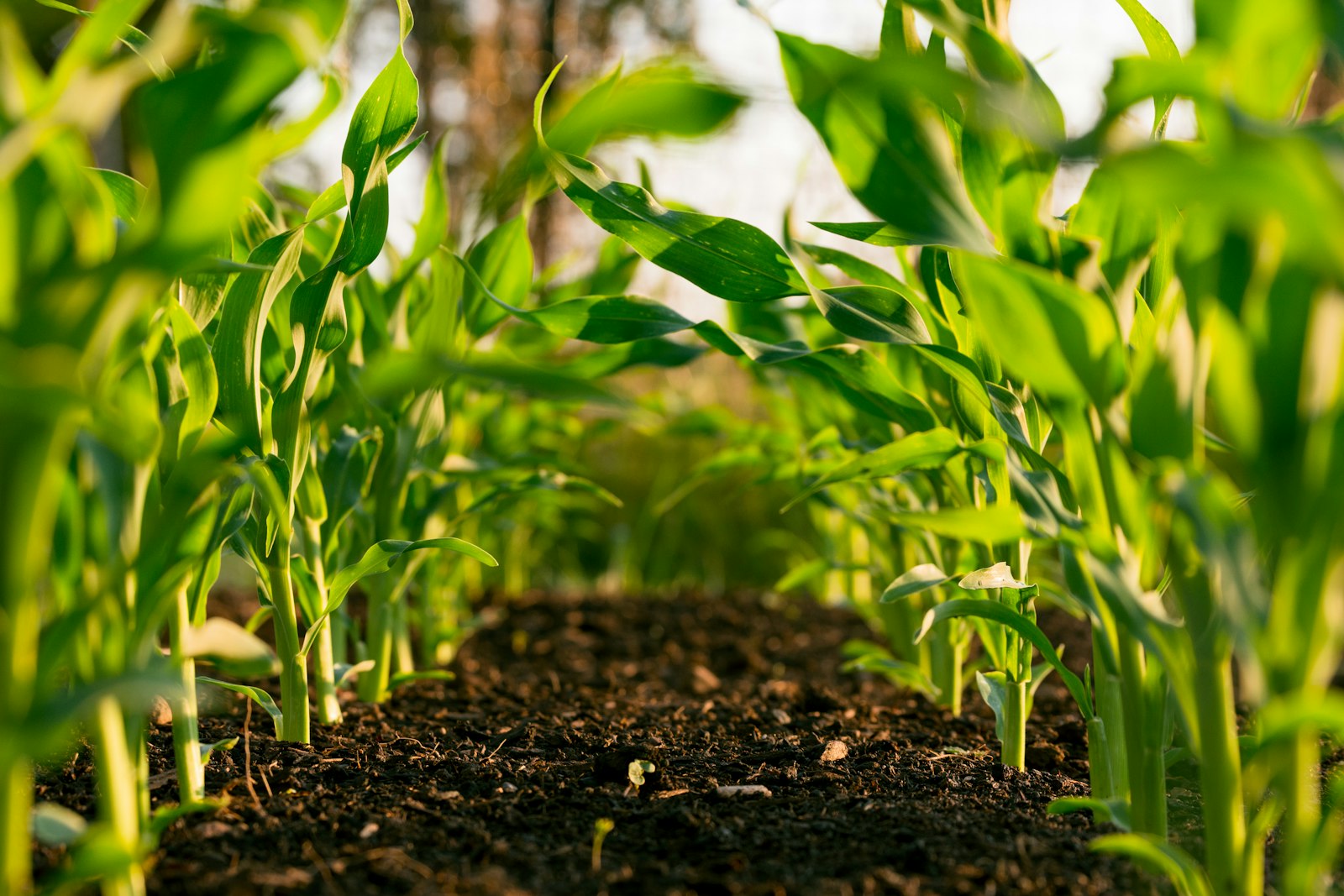 Farm rows after a mowing / plot pass — Unsplash