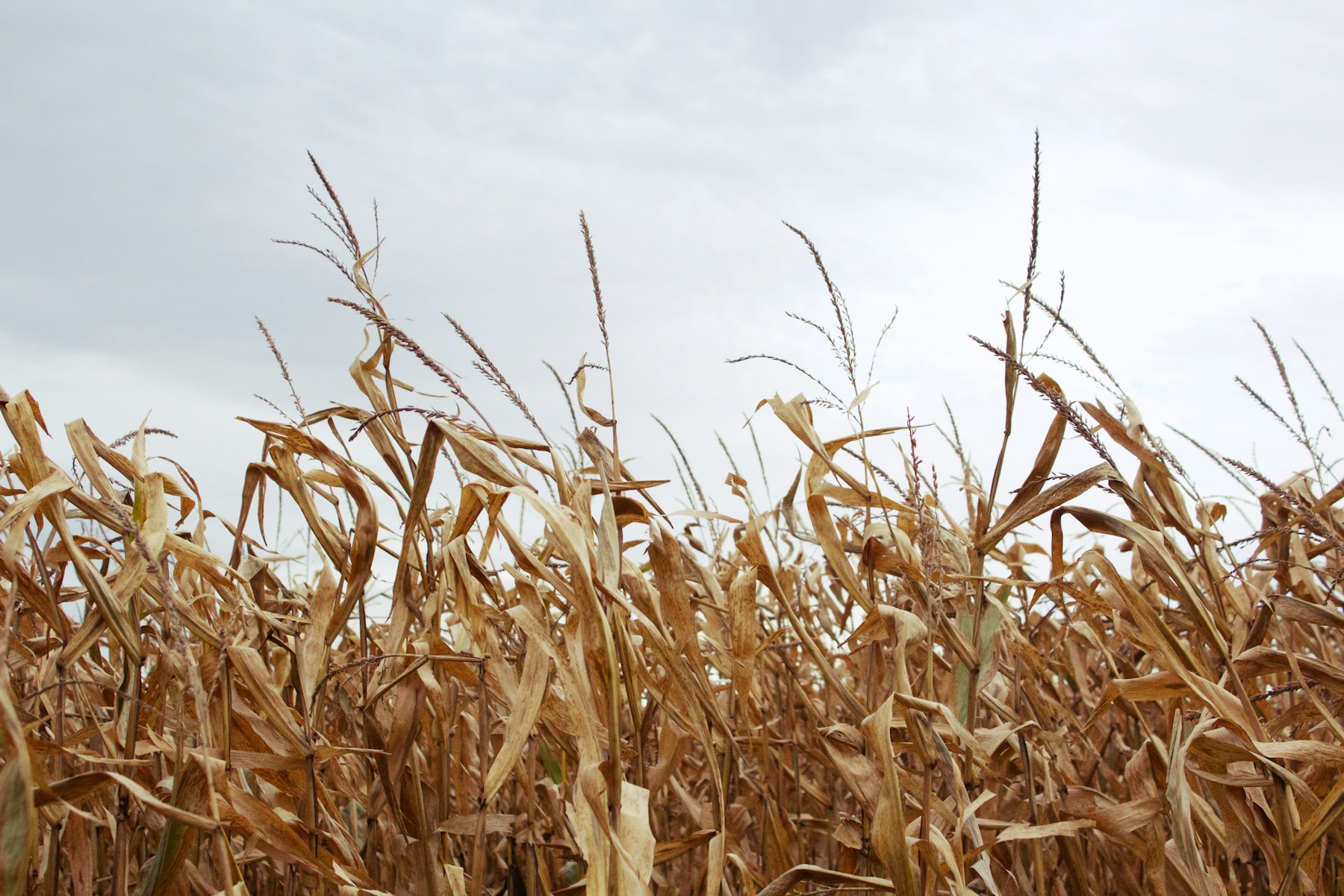 Mason City Iowa corn standing in for an installed food plot — Unsplash