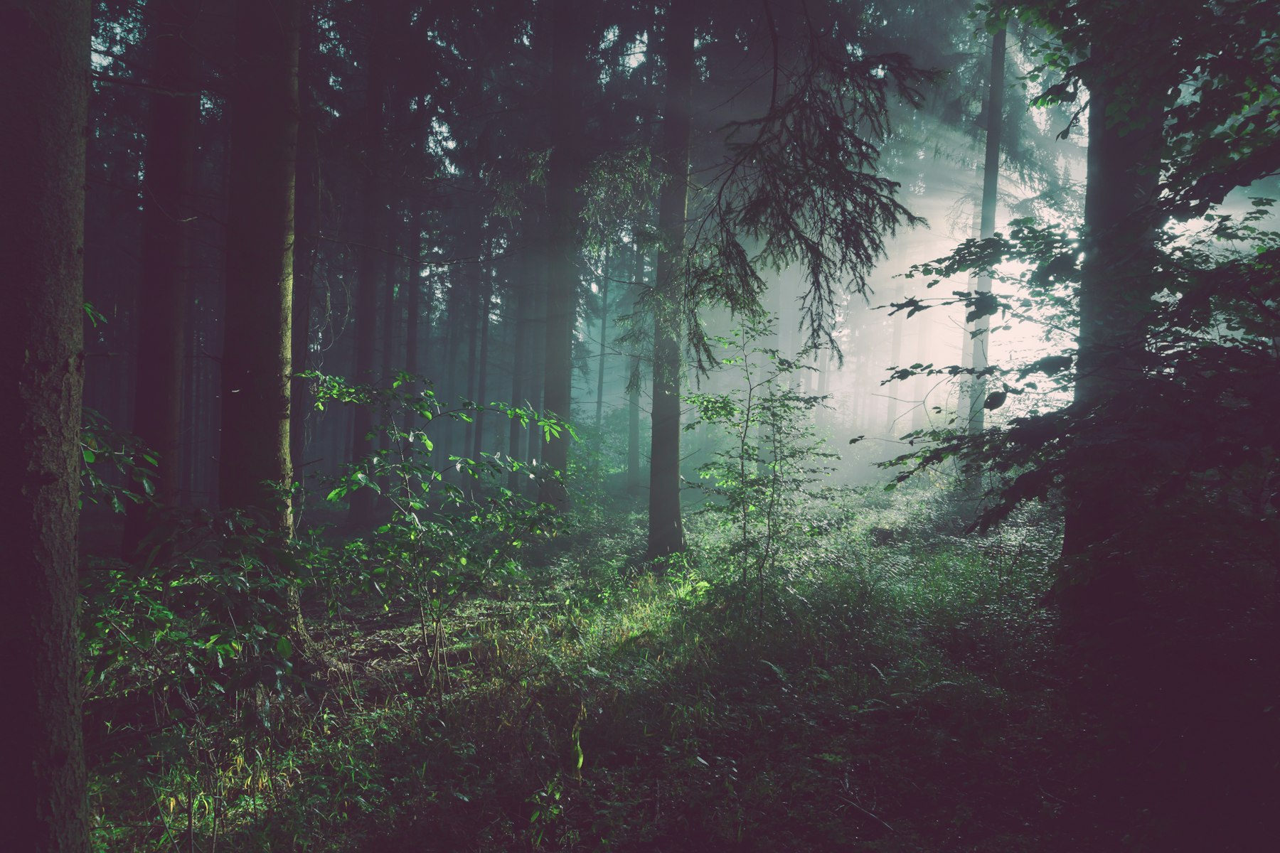 Hardwood cover with no corridor — Unsplash illustrative